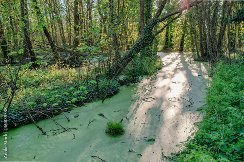 Vibrant Forest With Natural Waterscape