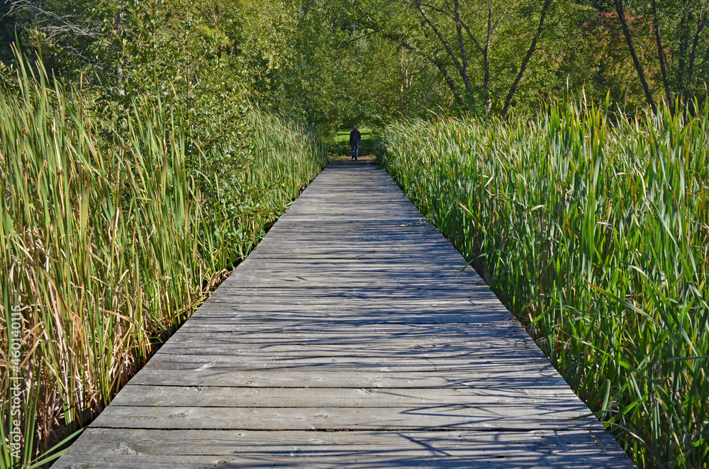 Obraz premium hiking path through the reeds