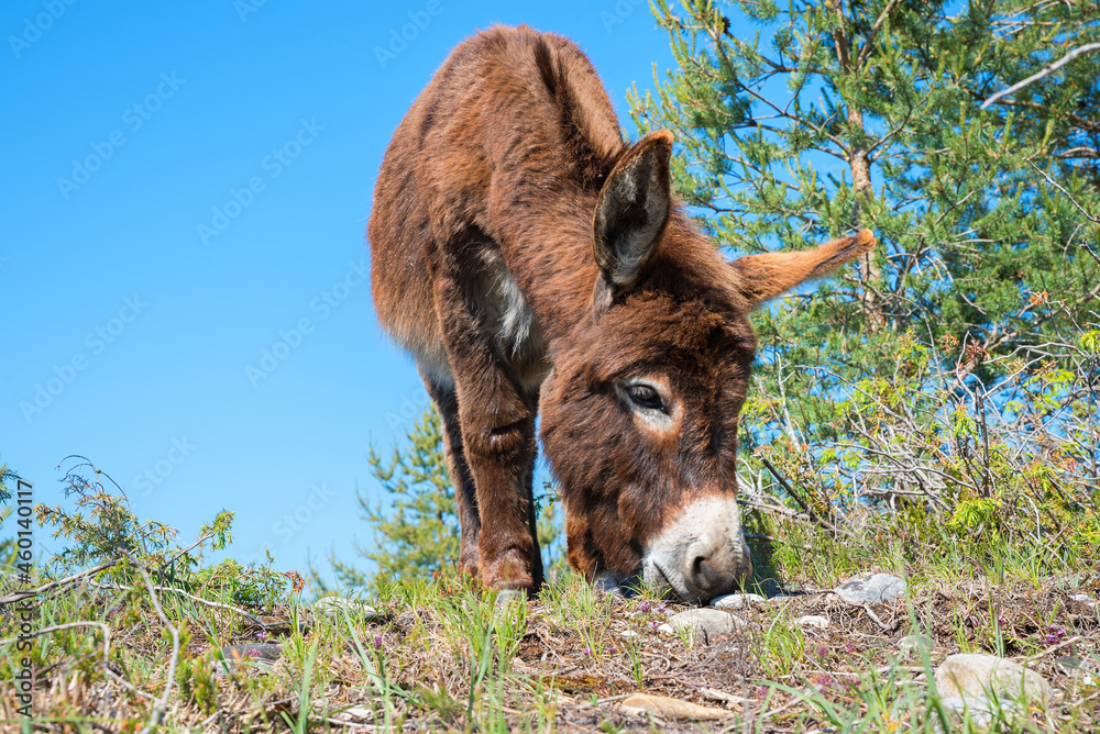 young brown donkey grazing on barren ground, blue sky and conifer. front view. young brown donkey grazing on barren ground, blue sky and conifer. front view.