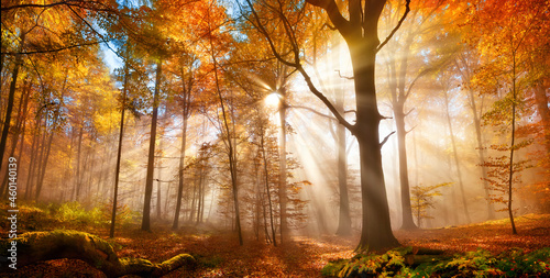 Enchanting sun rays falling through the mist in a golden forest in autumn. The beauty of nature in vibrant warm autumnal colors of deciduous trees © Smileus