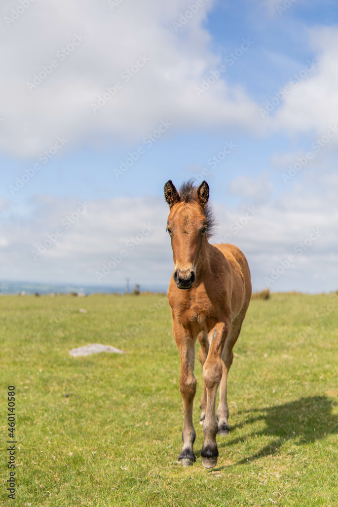 Young brown and wild horse walking in the middle of nature during a sunny day in the UK