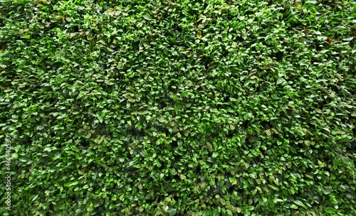 Wall is full of Vegetation green color