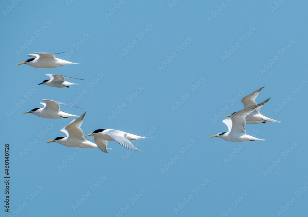 Flying seabirds. The roseate tern (Sterna dougallii) is a tern in the family Laridae. Flying seabirds. The roseate tern (Sterna dougallii) is a tern in the family Laridae.
