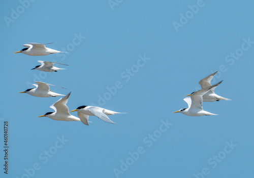 Flying seabirds. The roseate tern (Sterna dougallii) is a tern in the family Laridae. 