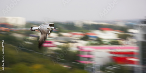 seagull flying over the city 