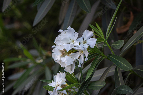 Beautiful white flowers