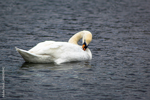 Fototapeta Naklejka Na Ścianę i Meble -  Swan into the lake