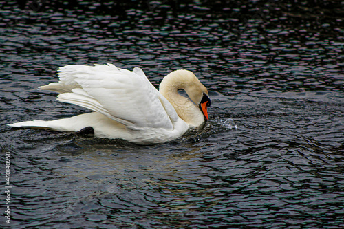 Fototapeta Naklejka Na Ścianę i Meble -  Swan into the lake