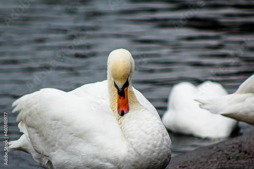 Swan into the lake