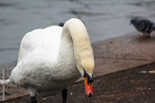 Fototapeta Naklejka Na Ścianę i Meble -  Swan near a lake