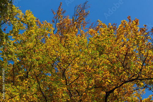 Colorful autumn leaves on a tree