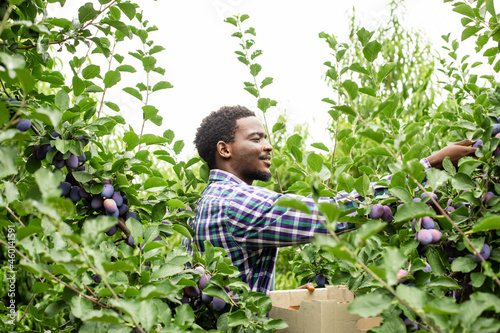 African american gardener picking ripe plums in the garden