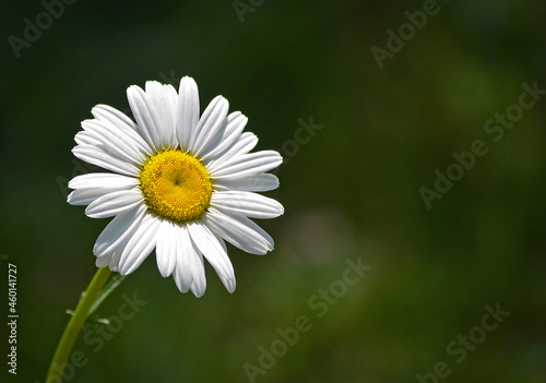 daisy flower in the grass