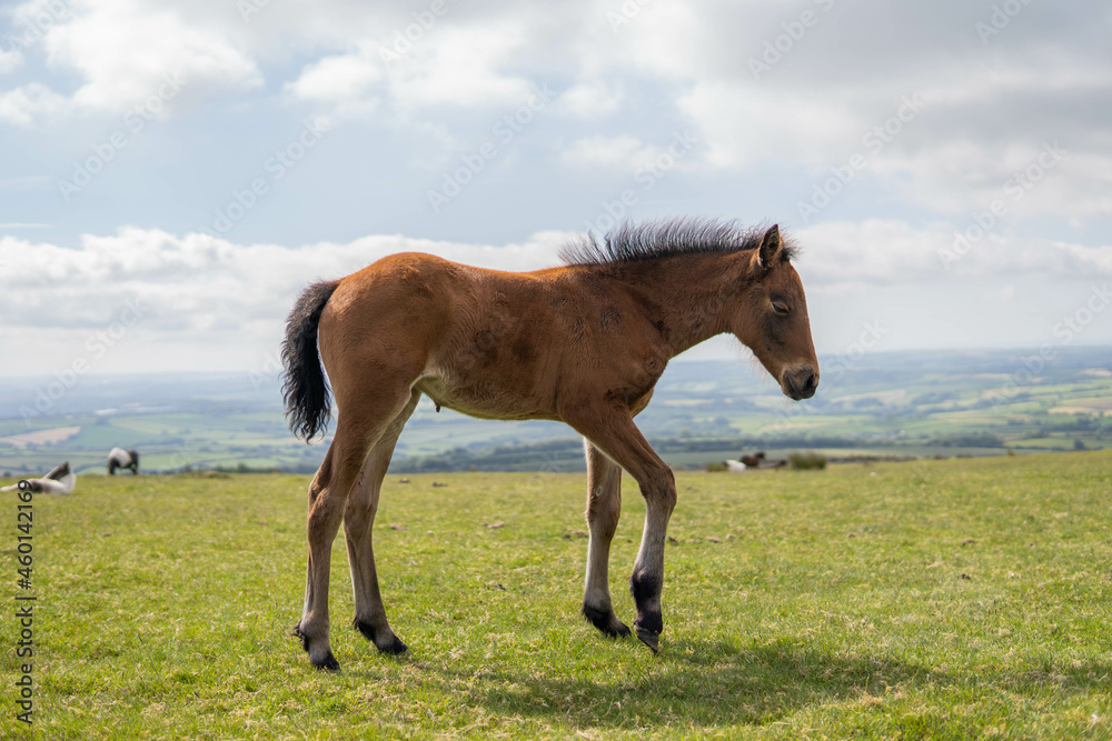 Young brown and wild horse walking in the middle of nature during a sunny day in the UK