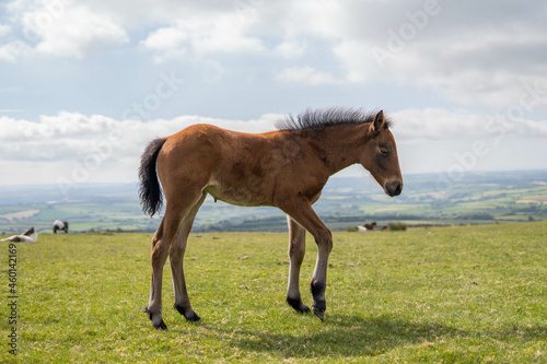 Young brown and wild horse walking in the middle of nature during a sunny day in the UK © Irene Castro Moreno