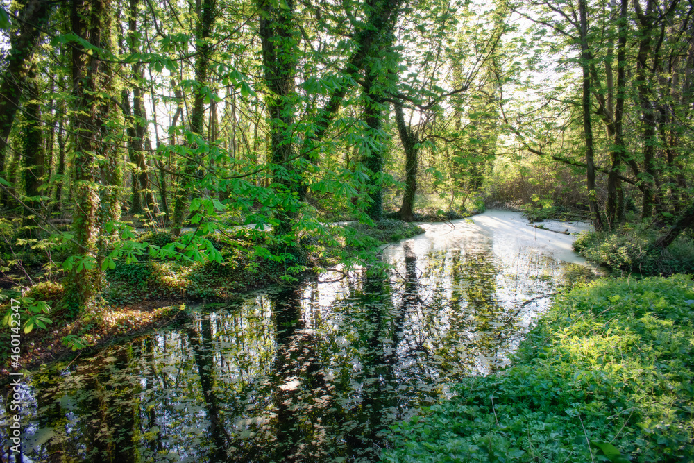 Obraz premium Vibrant Forest With Natural Waterscape