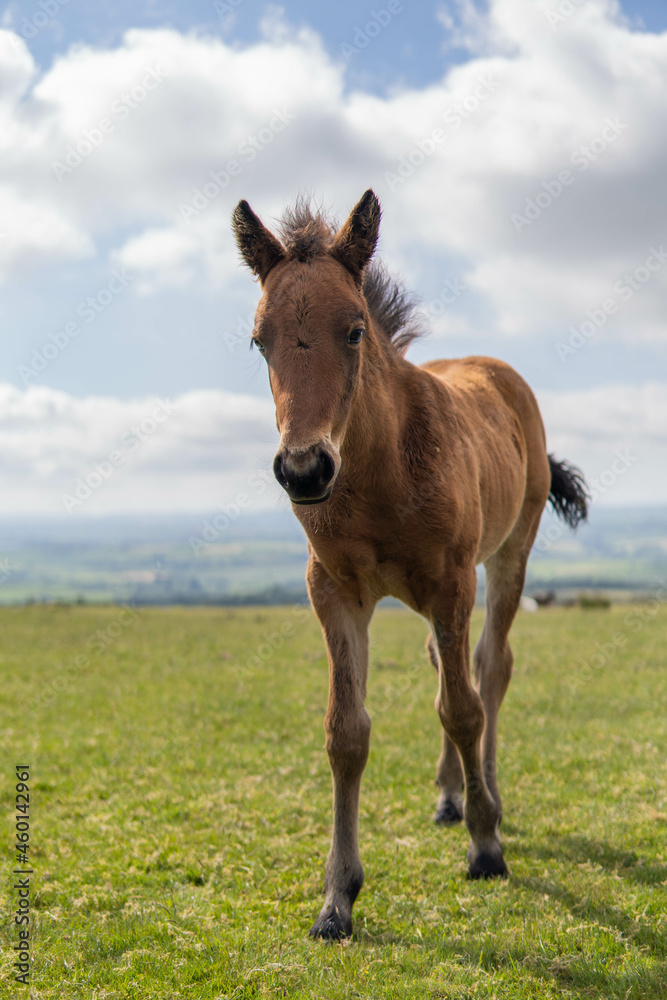Young brown and wild horse walking in the middle of nature during a sunny day in the UK Young brown and wild horse walking in the middle of nature during a sunny day in the UK