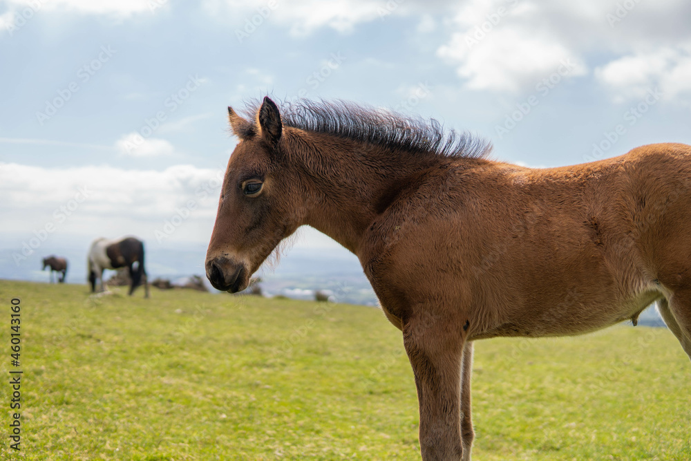 Young brown and wild horse walking in the middle of nature during a sunny day in the UK