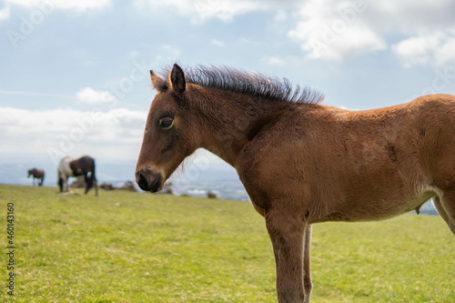 Obraz na płótnie Young brown and wild horse walking in the middle of nature during a sunny day in the UK w salonie