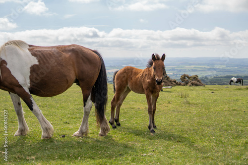 Young brown and wild horse walking in the middle of nature during a sunny day in the UK © Irene Castro Moreno