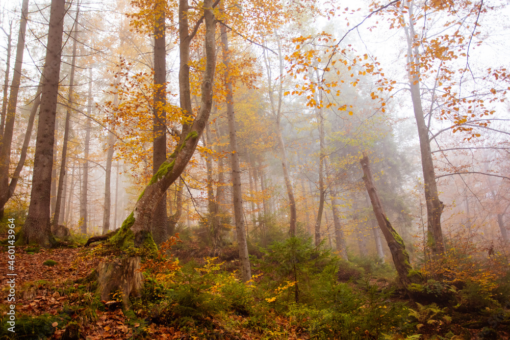 Fototapeta premium The big old oak tree in the autumn forest