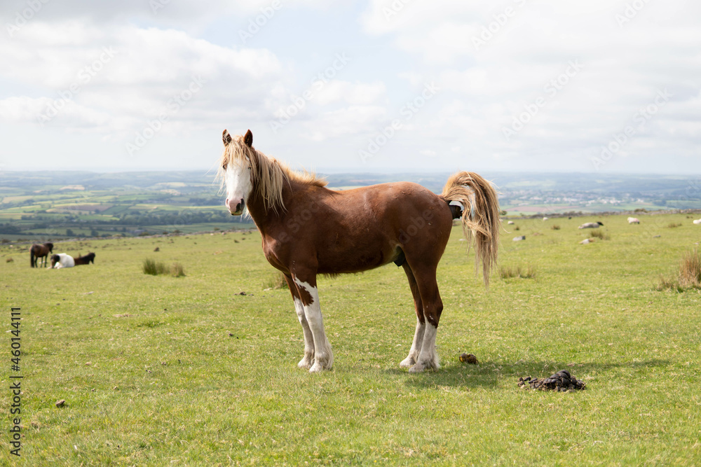 A wild pregnant adult beautiful horse walking in the middle of nature in the UK