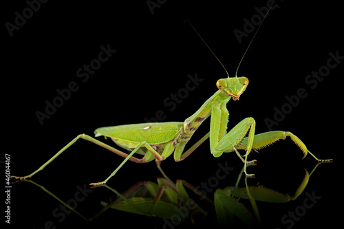 Mantis ordinary or mantis religious, isolated on black background