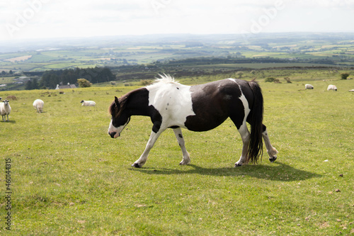 A wild pregnant adult beautiful horse walking in the middle of nature in the UK