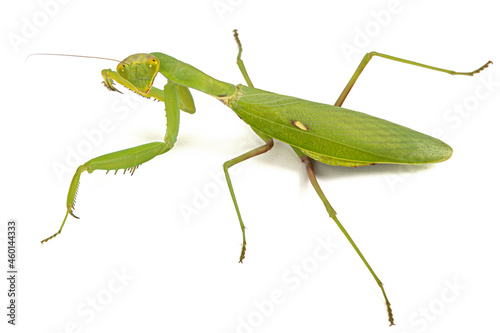 Mantis ordinary or mantis religious, isolated on white background © kostiuchenko