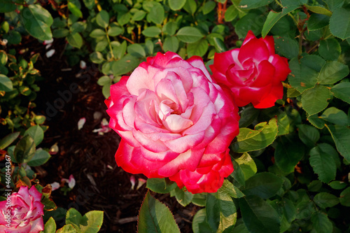 Beautiful view of a floribunda rose in the rose garden photo