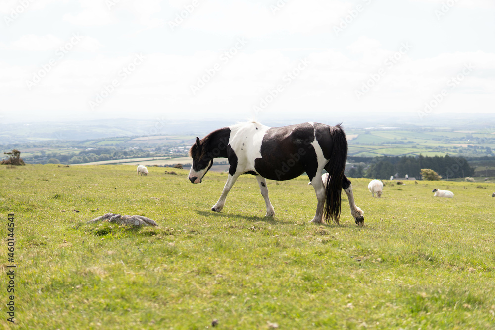 A wild pregnant adult beautiful horse walking in the middle of nature in the UK
