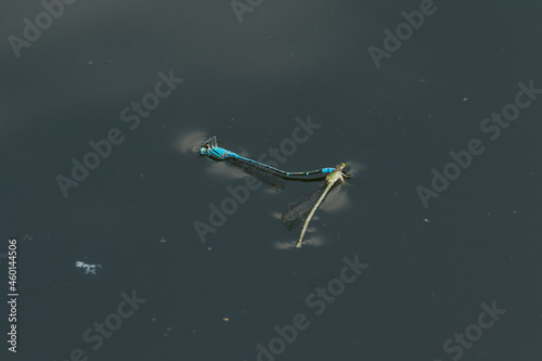 Mating damselflies, Pseudagrion microcephalum, dead in the water photo