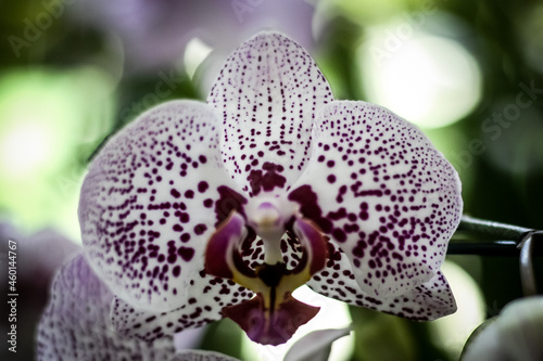 Orquídea. Rio Grande do Sul. Brasil (orchid)