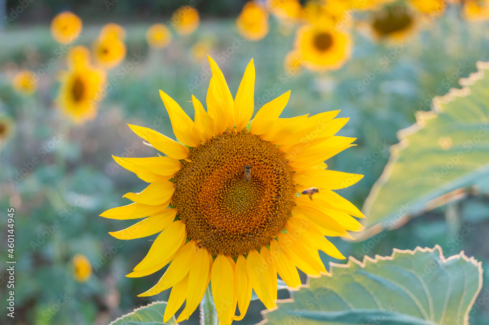 Sunflower field at sunset time in the countryside of Tuscany, Italy Sunflower field at sunset time in the countryside of Tuscany, Italy