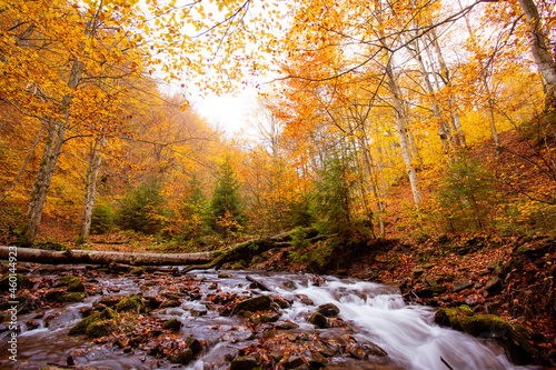 The small mountain stream in the autumn forest