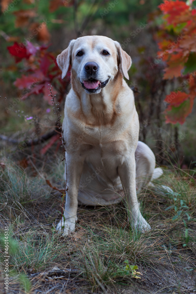 Young yellow happy labradors in the park on a warm autumn day Young yellow happy labradors in the park on a warm autumn day
