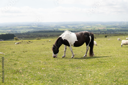 A wild pregnant adult beautiful horse walking in the middle of nature in the UK