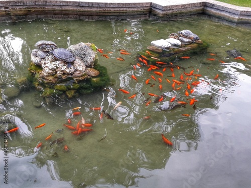 turtles and goldfish in the fountain
