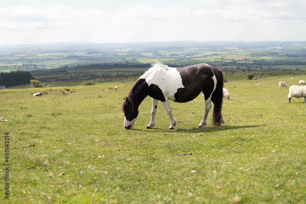 A wild pregnant adult beautiful horse walking in the middle of nature in the UK