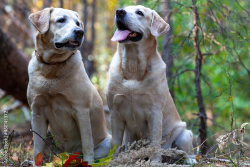 Young yellow happy labradors in the park on a warm autumn day photo