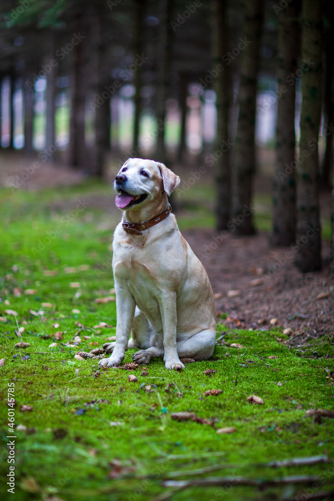 Young yellow happy labradors in the park on a warm autumn day Young yellow happy labradors in the park on a warm autumn day