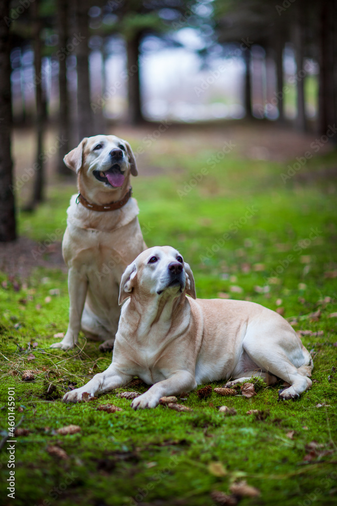 Young yellow happy labradors in the park on a warm autumn day