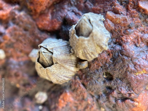 Closeup of barnacles on a weathered rock.
