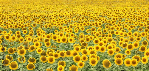 Sunflower field landscape  Sunflowers garden  Sunflower blooming  Sunflower natural background