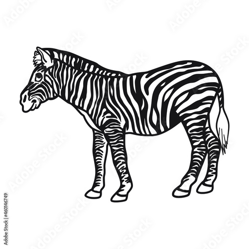 Zebra vector drawing  black stripes  isolated white background