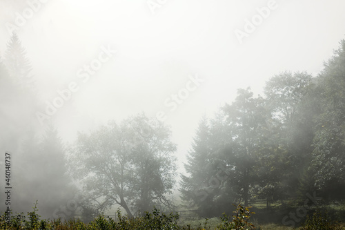 Picturesque view foggy forest in mountains on morning © New Africa