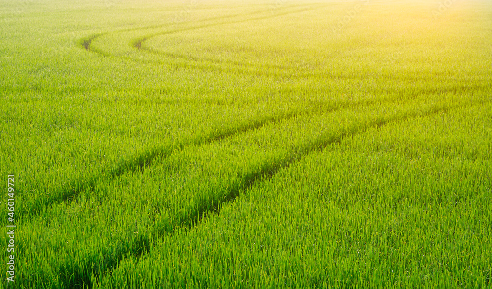 Morning soft sunlight on surface of curve track line of spraying tractor after spraying fertilizer in green paddy field, agriculture and natural background Morning soft sunlight on surface of curve track line of spraying tractor after spraying fertilizer in green paddy field, agriculture and natural background