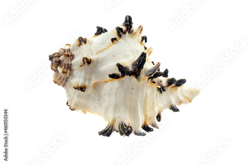 shells of a sea snail on a white isolated background