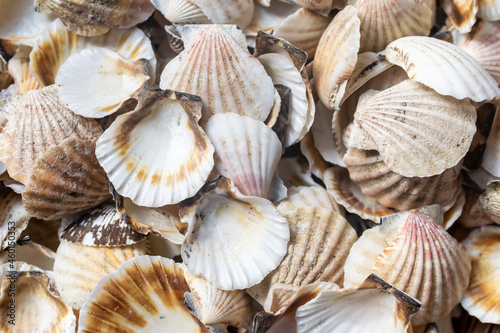 shells of sea snails. background or texture