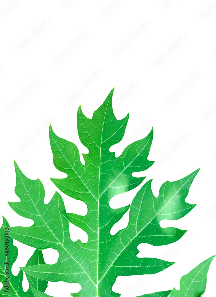 Isolated papaya leaves and tree with clipping paths. Isolated papaya leaves and tree with clipping paths.